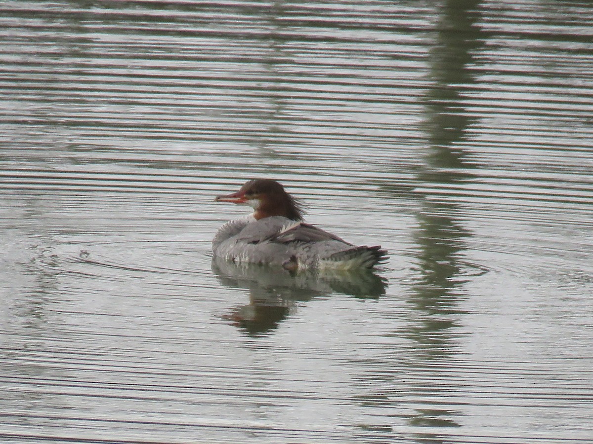 Хумхин бохио - ML208382851