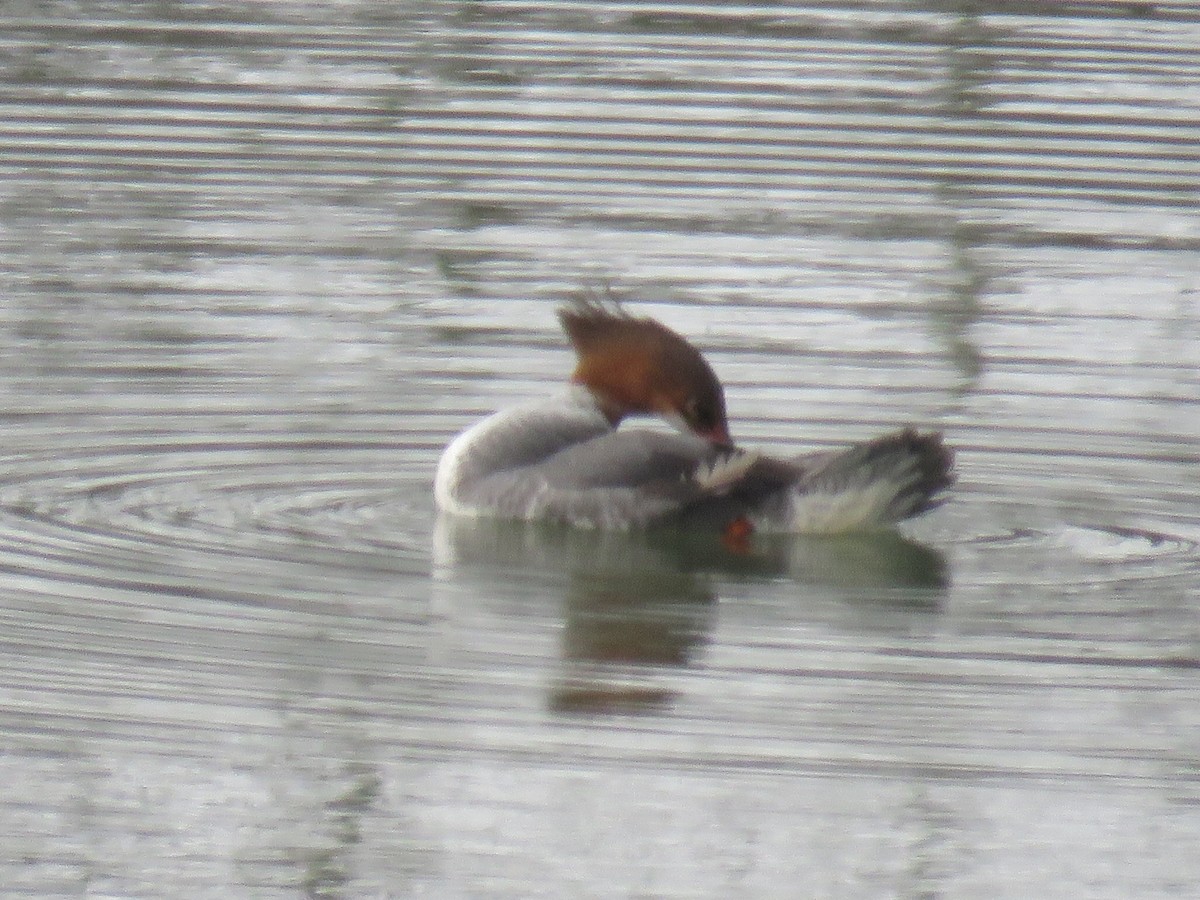 Хумхин бохио - ML208383031