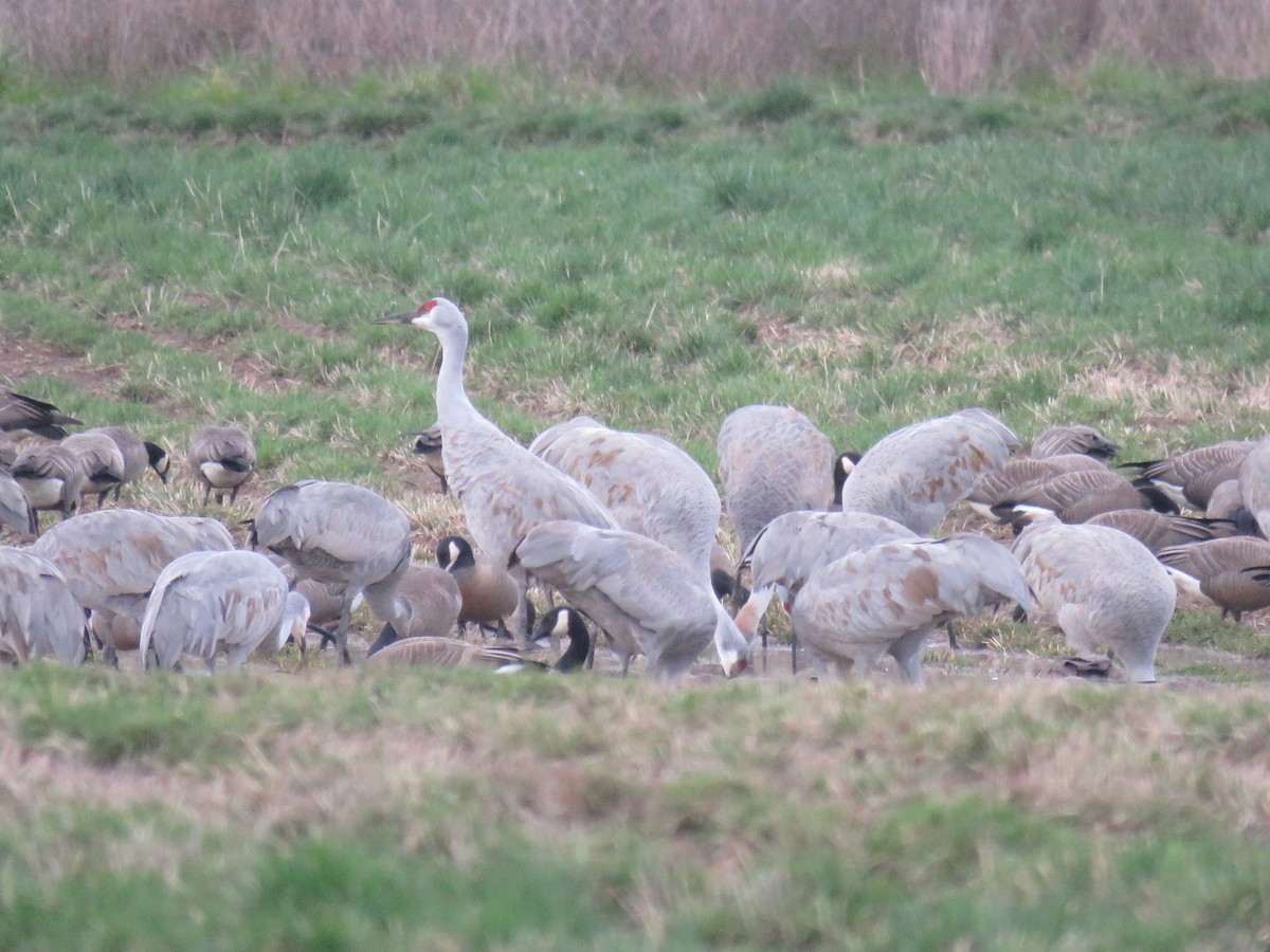 Sandhill Crane - ML208383071