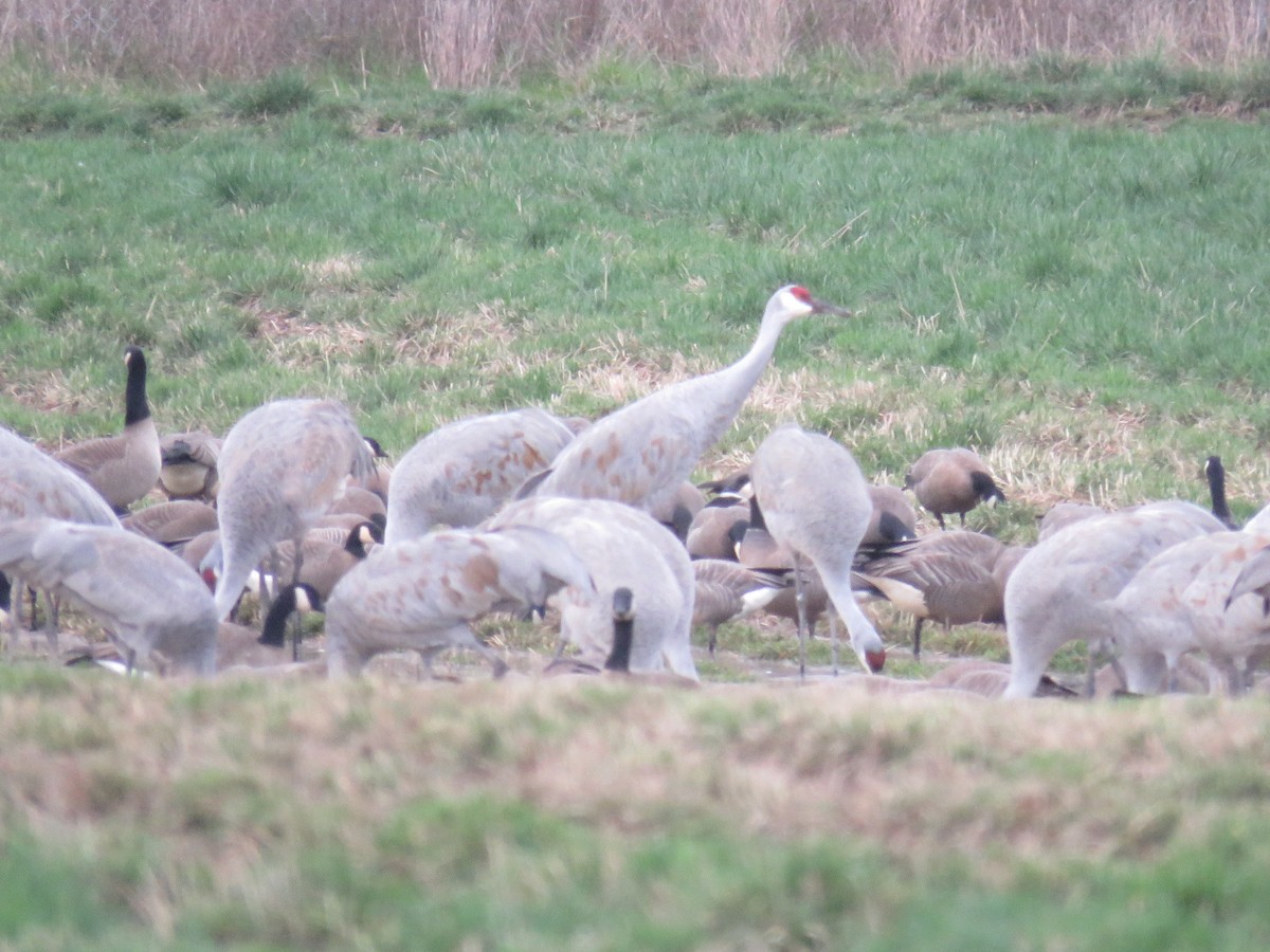 Орог тогоруу - ML208383081