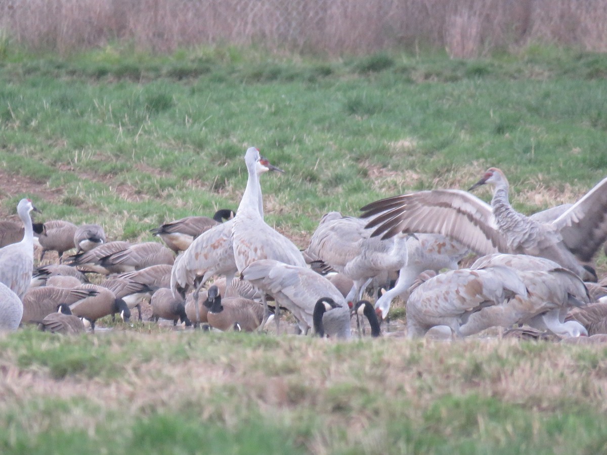 Орог тогоруу - ML208383091