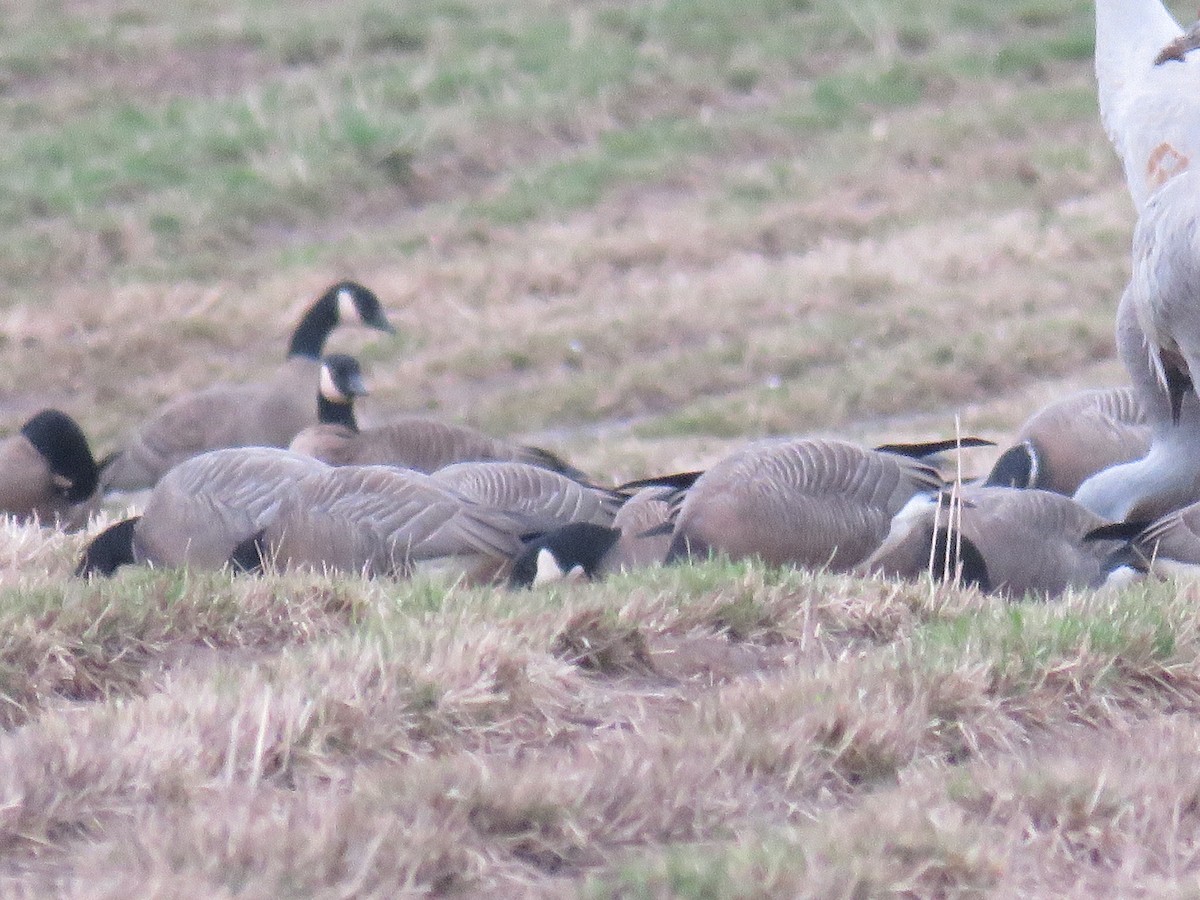 Харлаг галуу - ML208383141