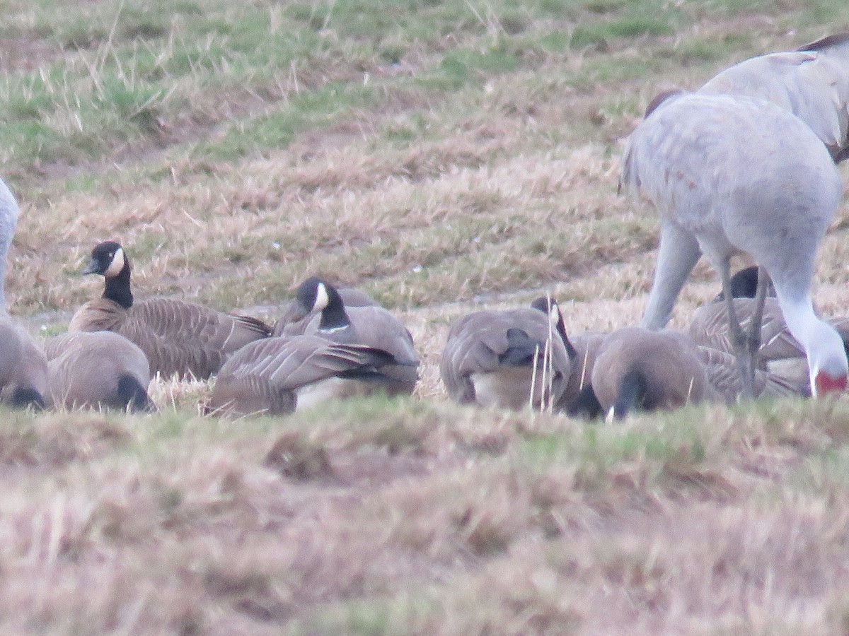 Cackling Goose - ML208383171