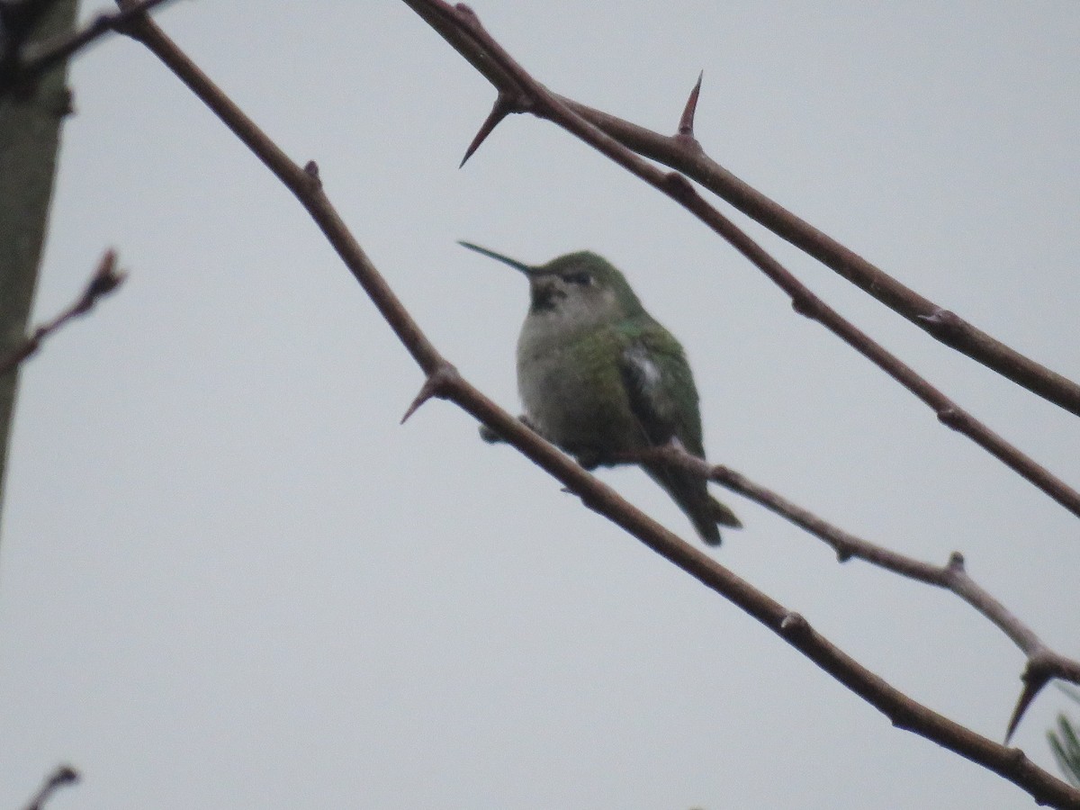 Anna's Hummingbird - ML208383341