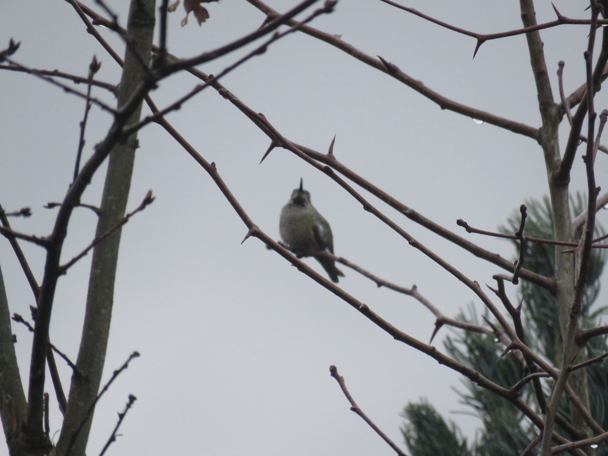 Anna's Hummingbird - ML208383351