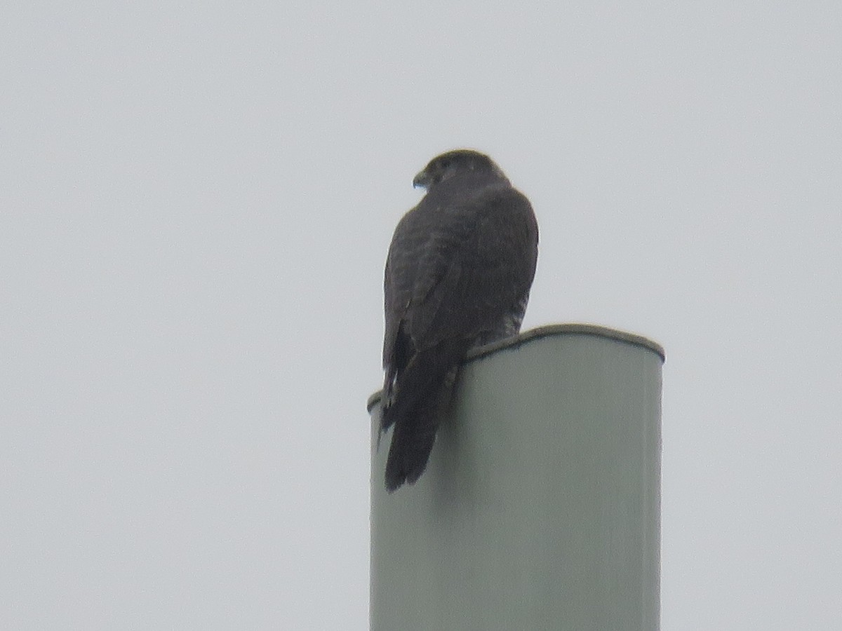 Цагаан шонхор - ML208383731