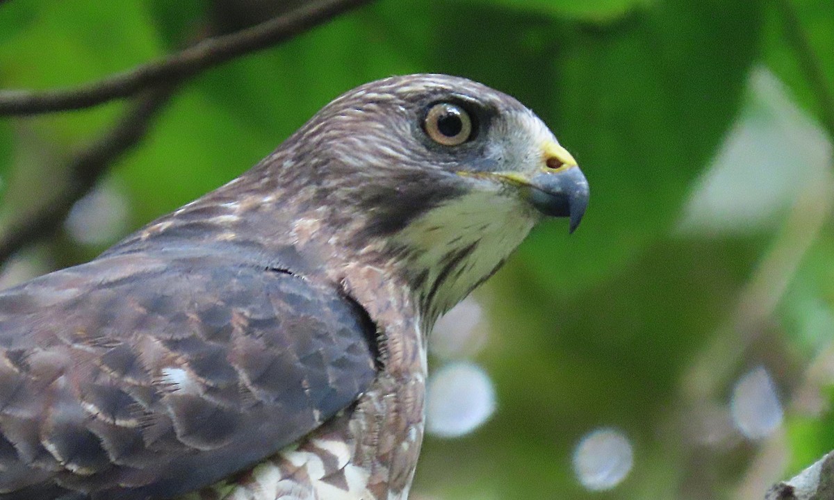 Broad-winged Hawk - ML208383761