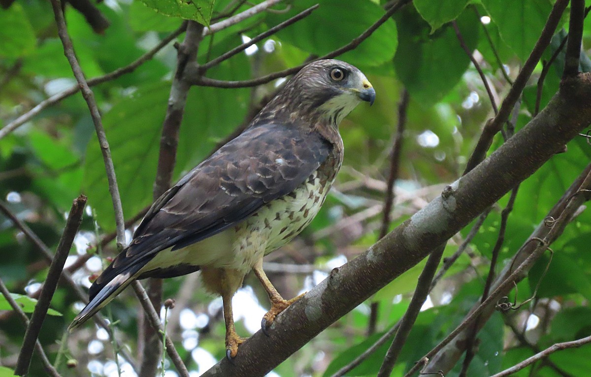 Broad-winged Hawk - ML208383771