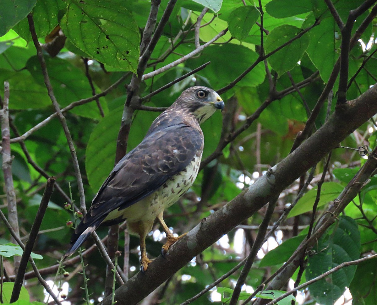 Broad-winged Hawk - ML208383781