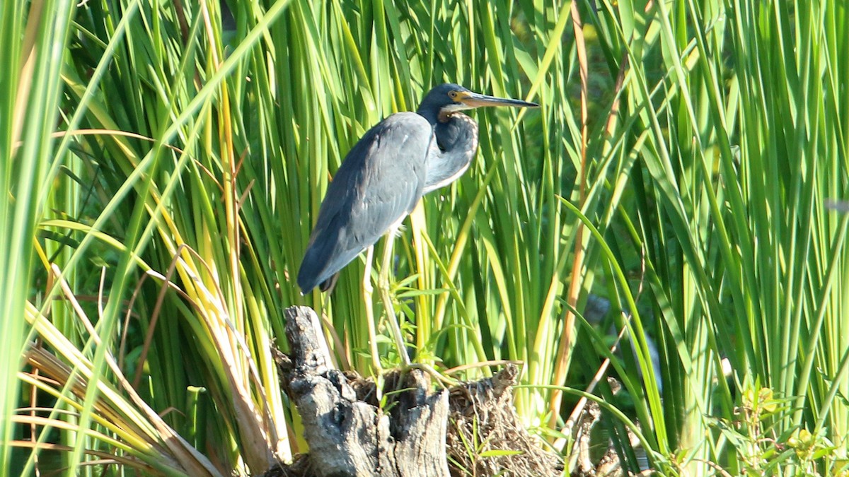 Tricolored Heron - Alfredo Garcia