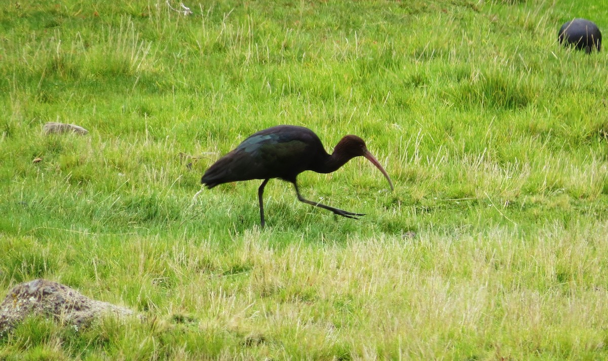 Puna Ibis - ML208386481