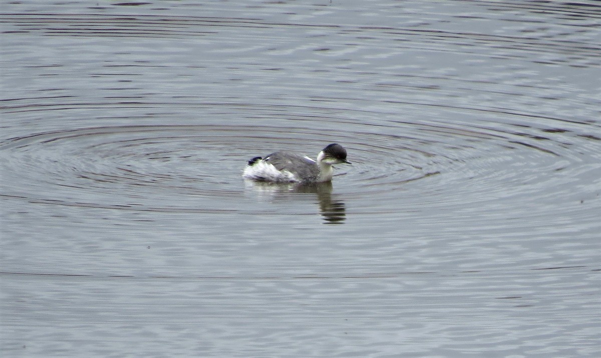 Silvery Grebe - ML208386531