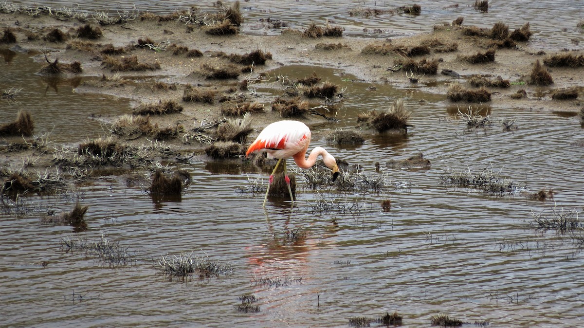 Chilean Flamingo - ML208386781