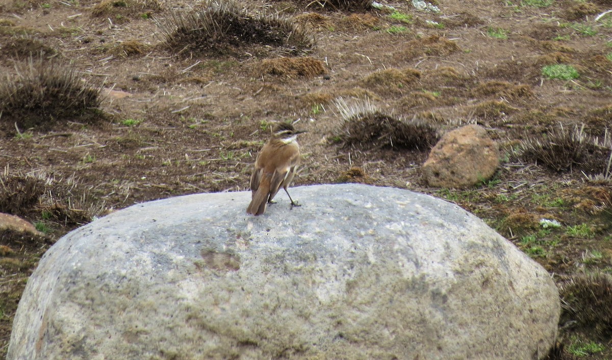 Cream-winged Cinclodes - ML208387121