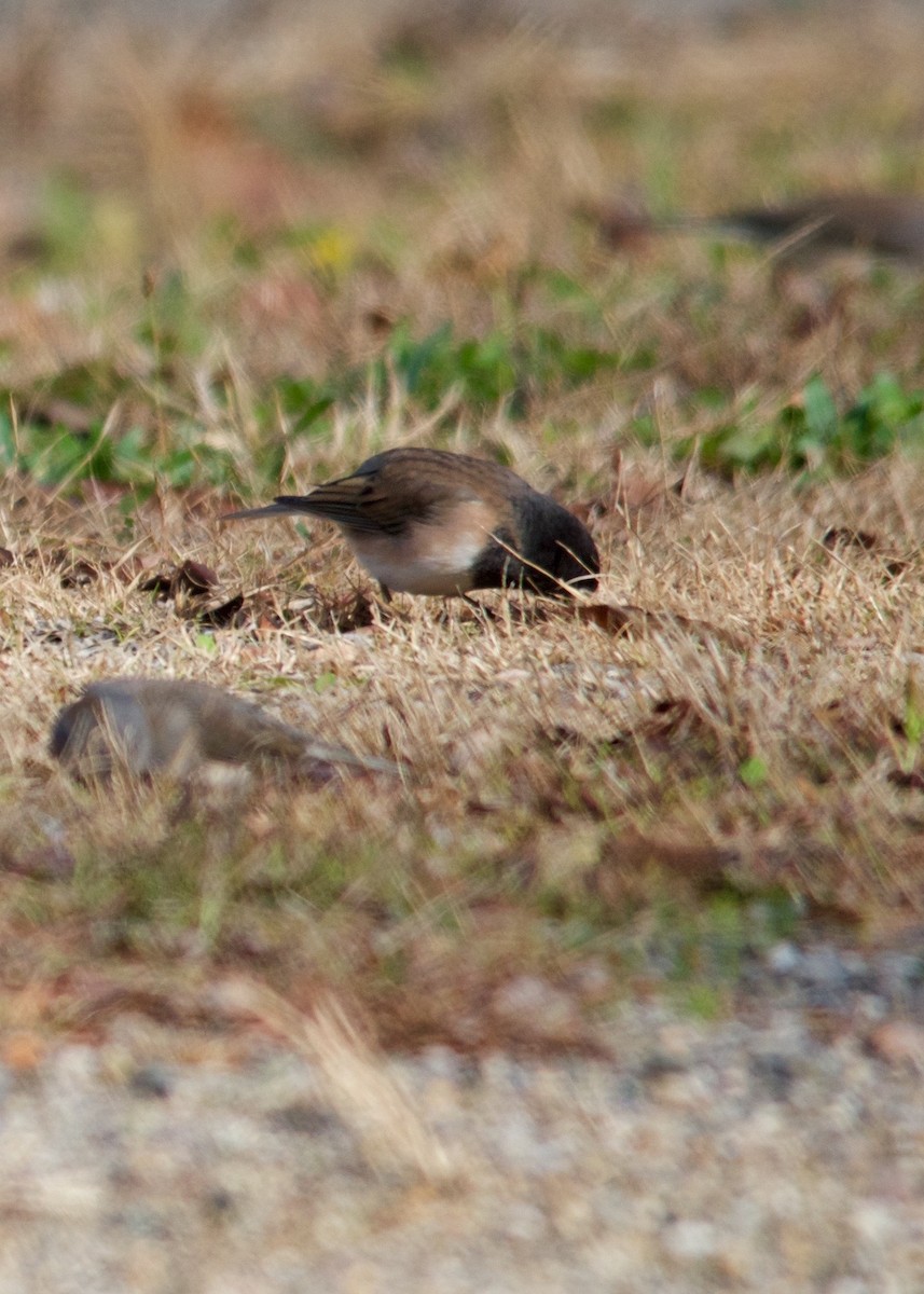 Junco Ojioscuro (grupo oreganus) - ML20838721