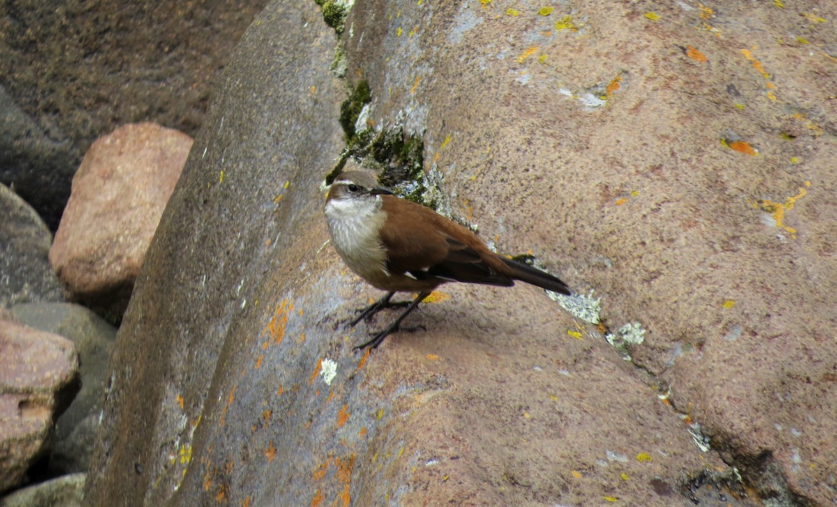 White-winged Cinclodes - ML208387321