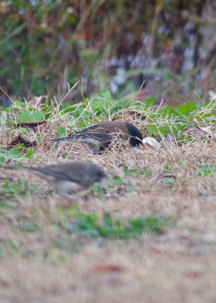 Junco Ojioscuro (grupo oreganus) - ML20838741