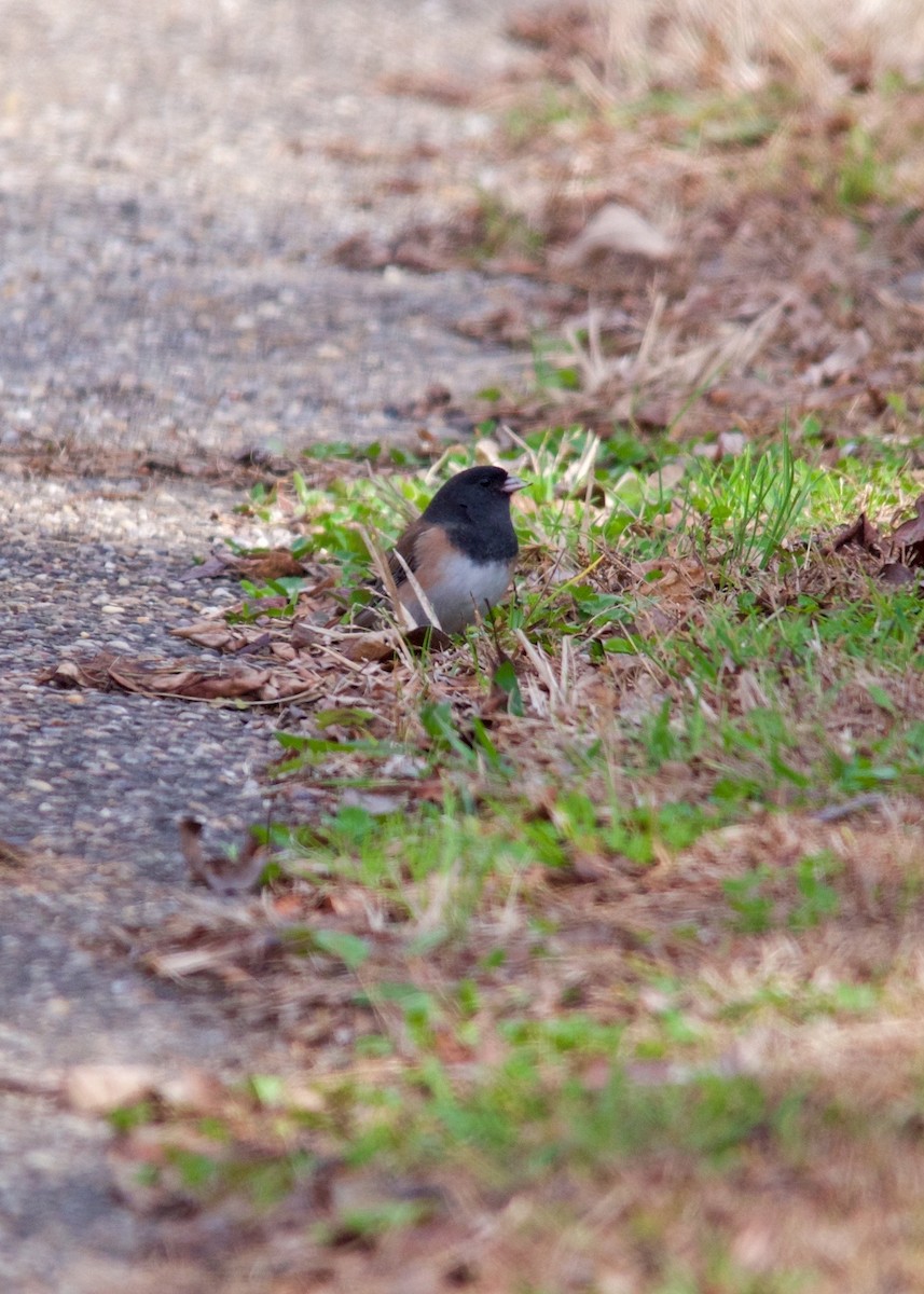 Dark-eyed Junco (Oregon) - ML20838751