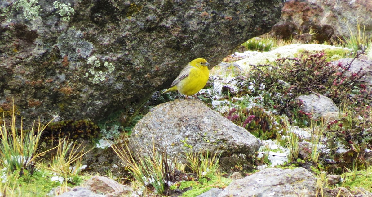 Bright-rumped Yellow-Finch - ML208387541