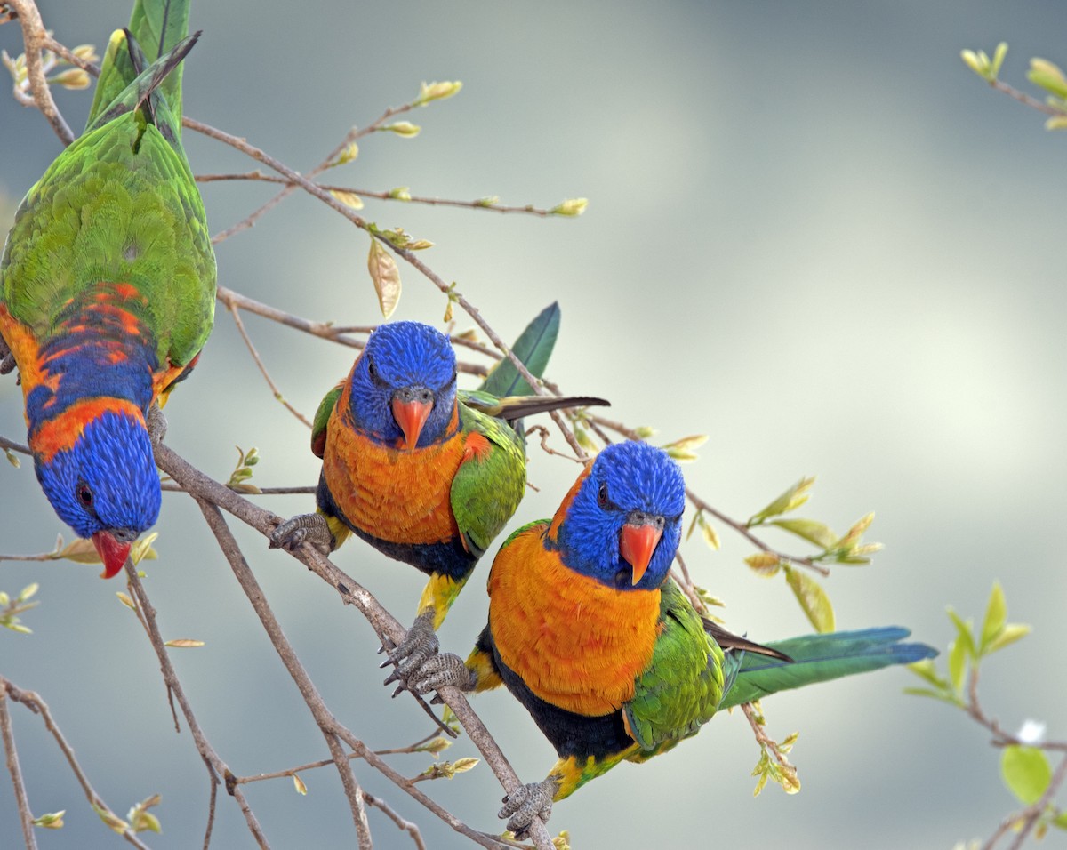 Red-collared Lorikeet - ML208387561