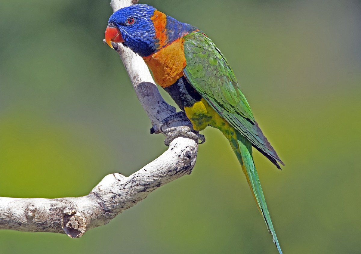 Red-collared Lorikeet - ML208387571