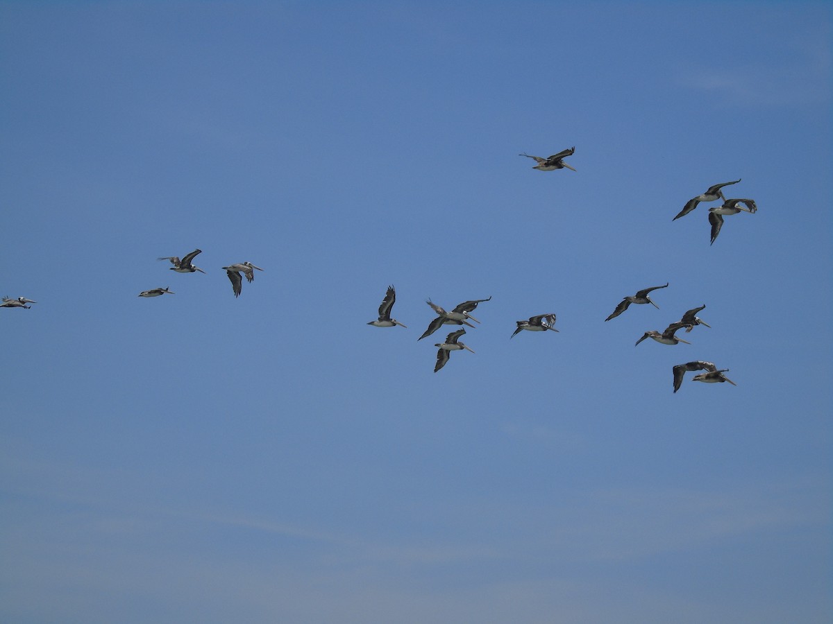 Peruvian Pelican - ML208387631