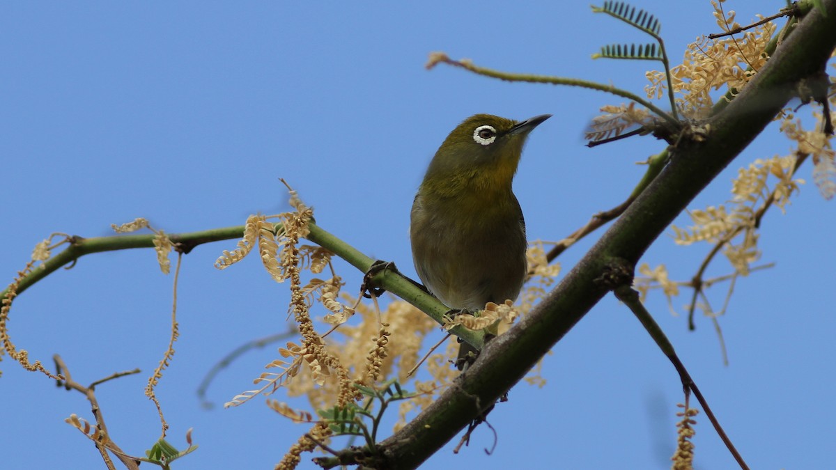 Warbling White-eye - ML20838791