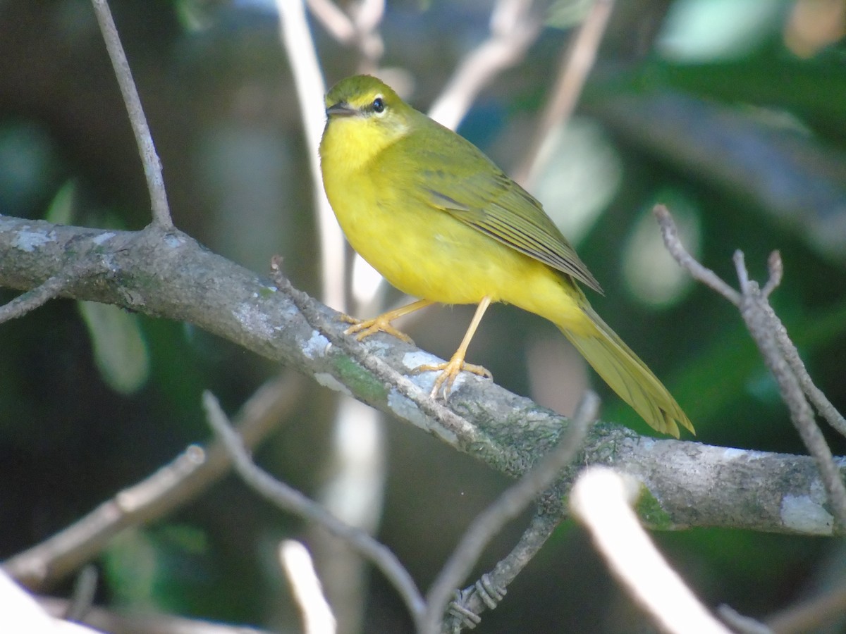 Flavescent Warbler - ML208388531