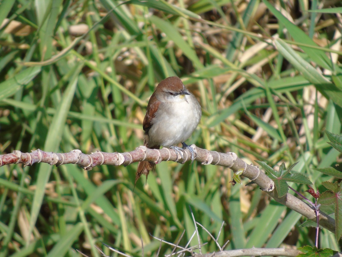 Yellow-chinned Spinetail - ML208388671