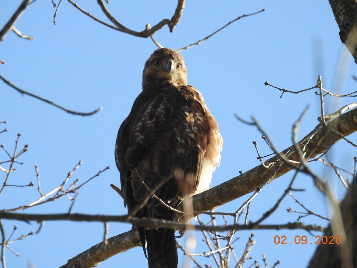 Red-tailed Hawk - ML208388821