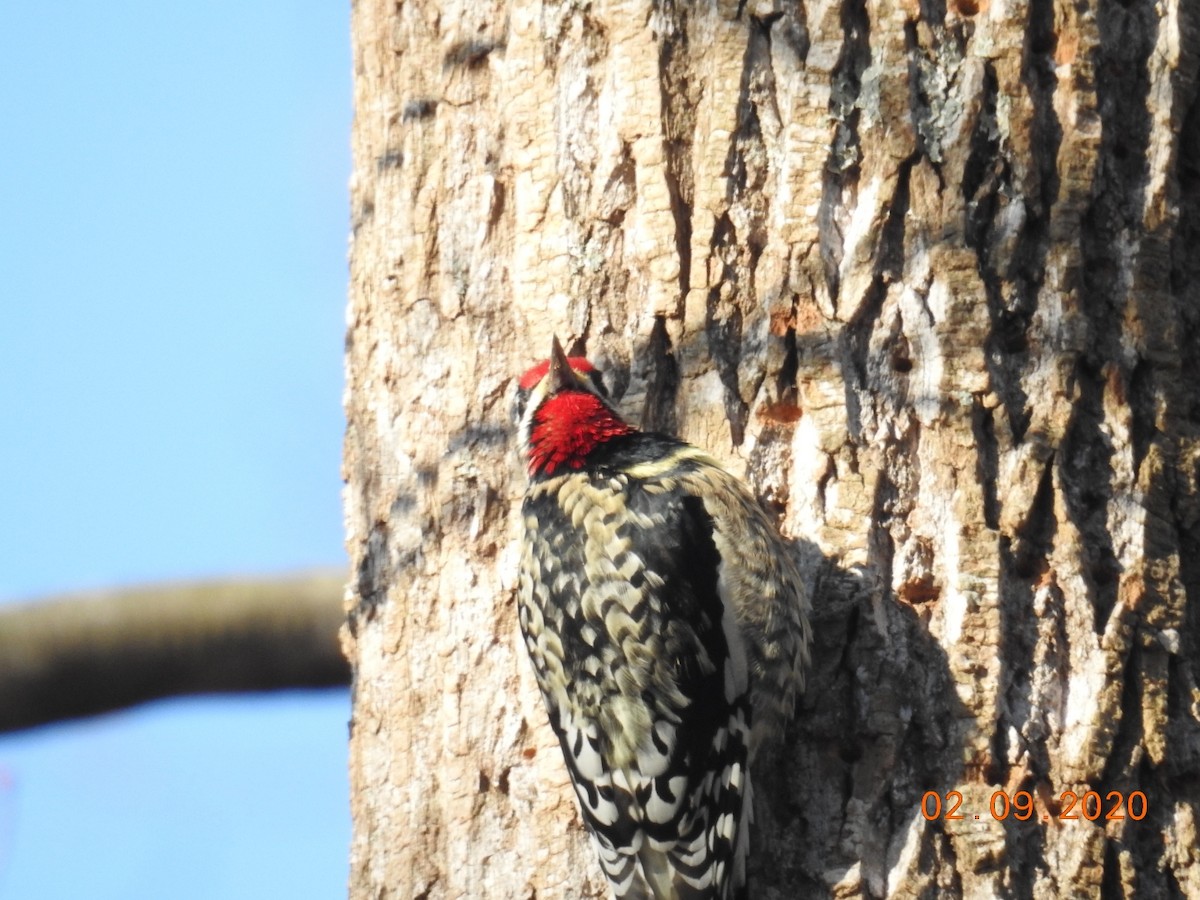 Yellow-bellied Sapsucker - ML208388831