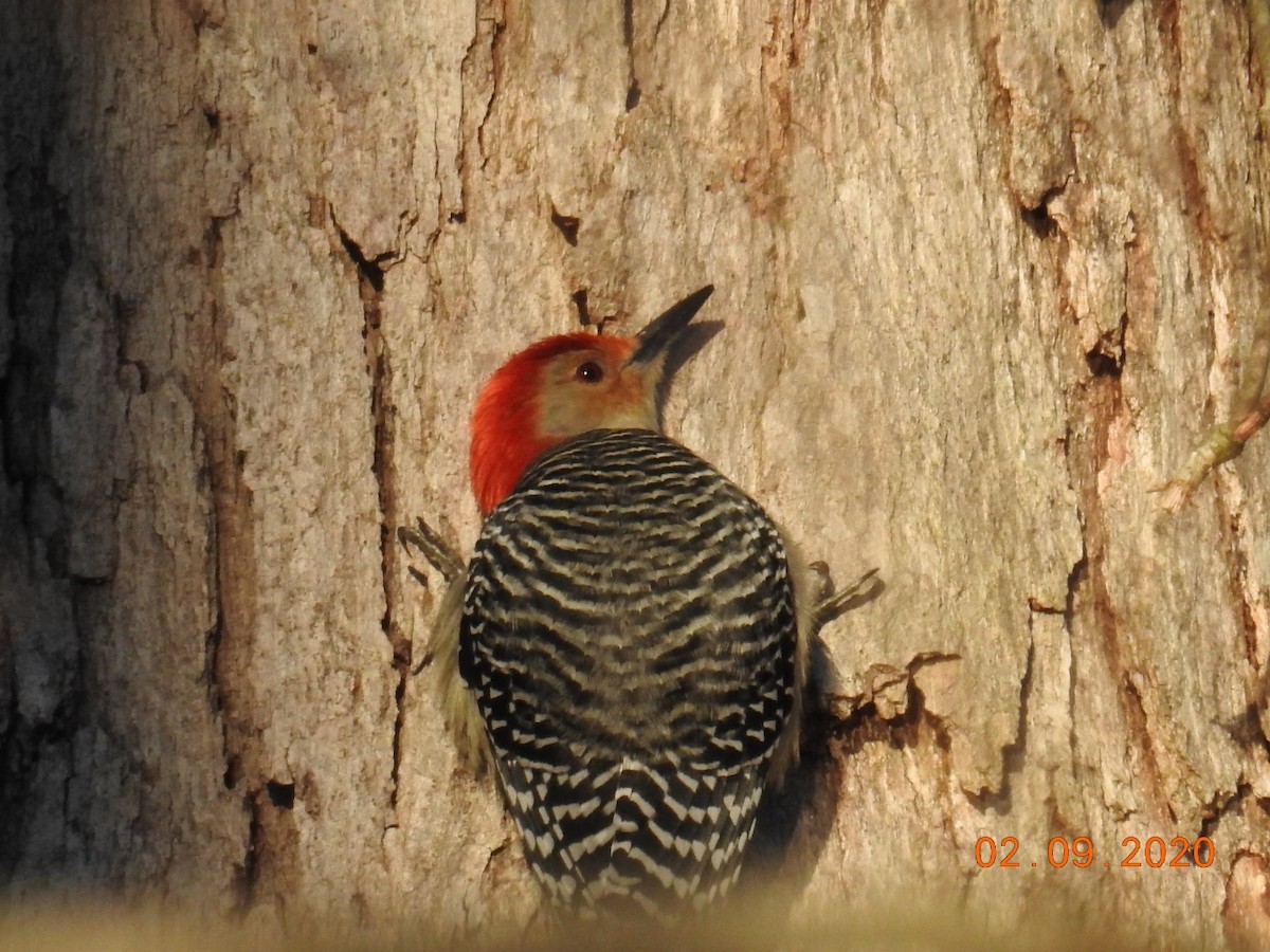 Red-bellied Woodpecker - ML208388841