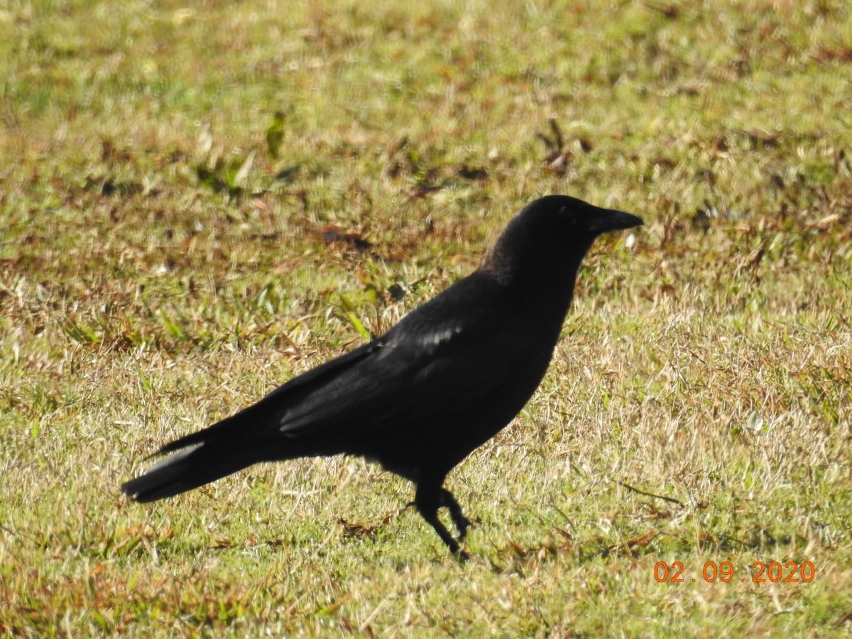 American Crow - ML208389221