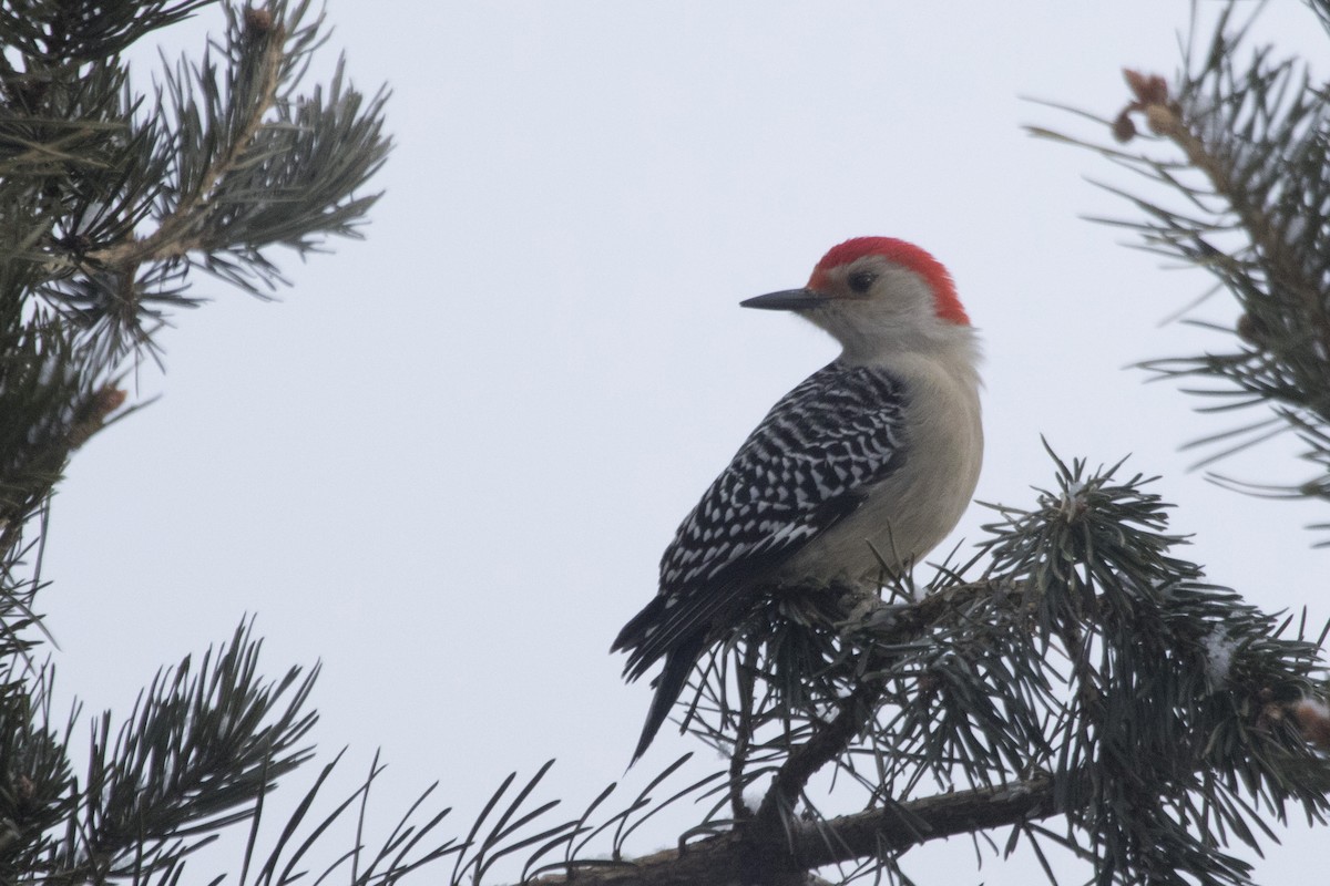 Red-bellied Woodpecker - ML208390281