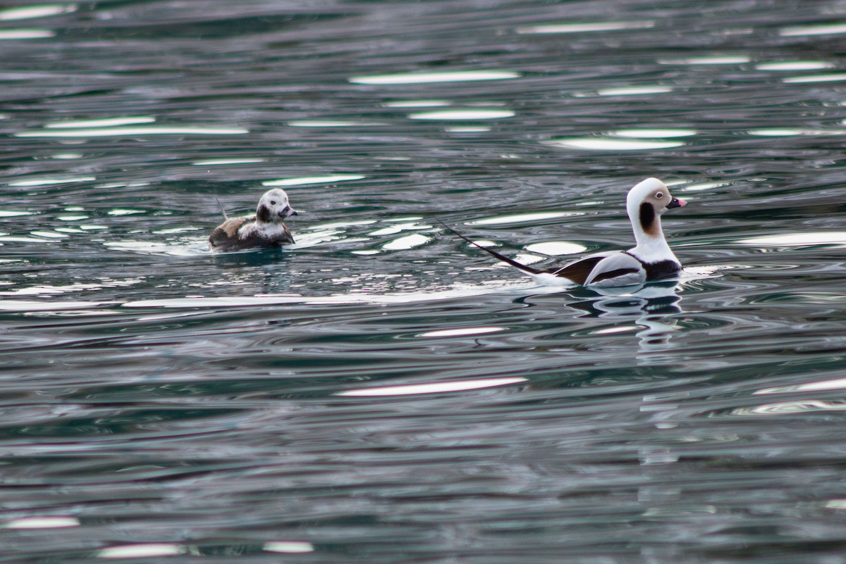 Long-tailed Duck - ML208392201