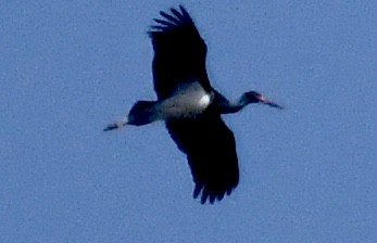 Black Stork - Mike Barrow