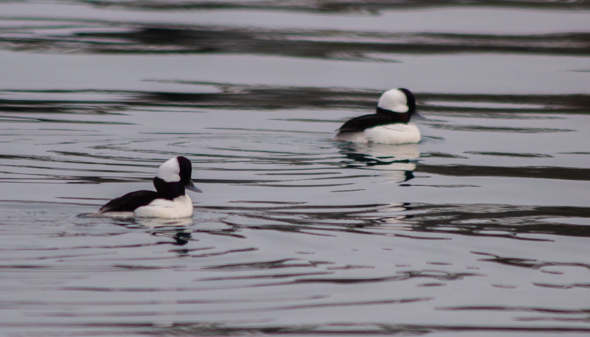 Bufflehead - ML208392541