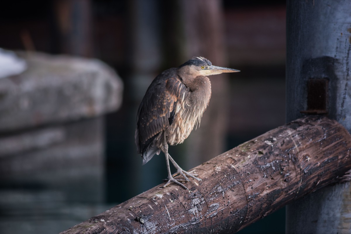 Great Blue Heron - ML208392621