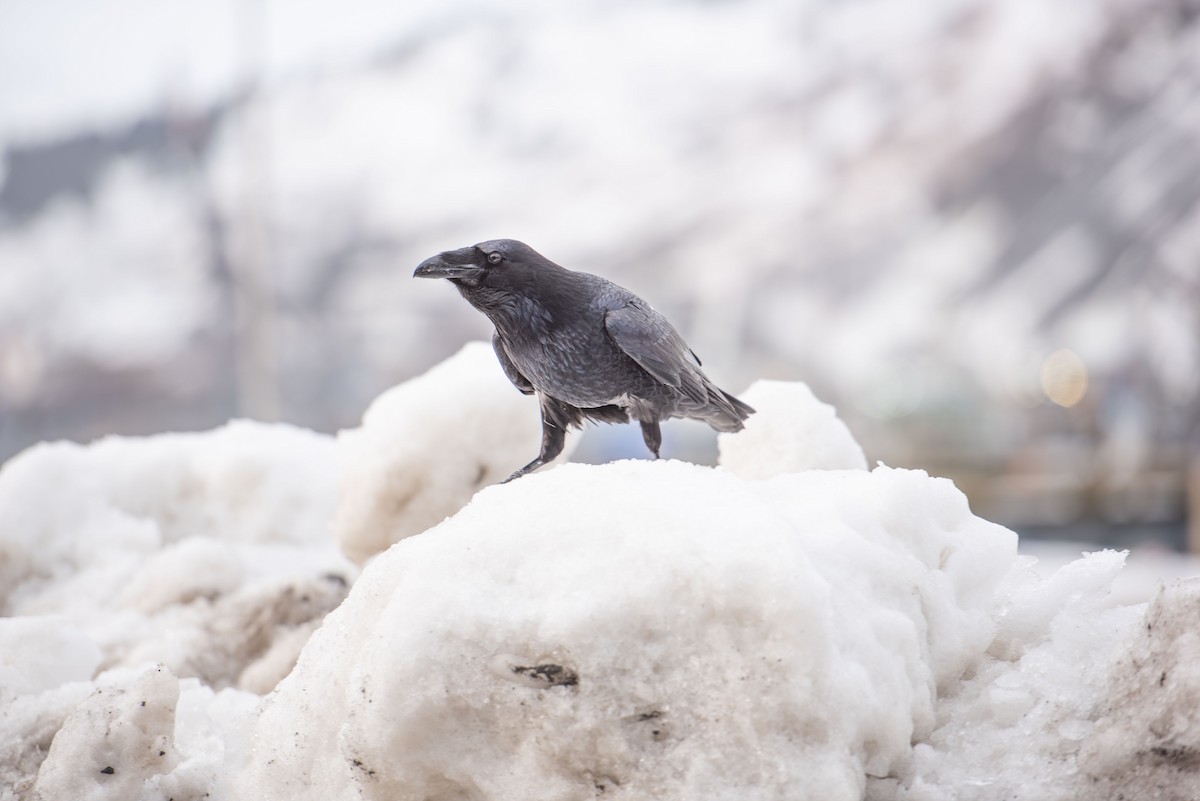 Common Raven - ML208392751