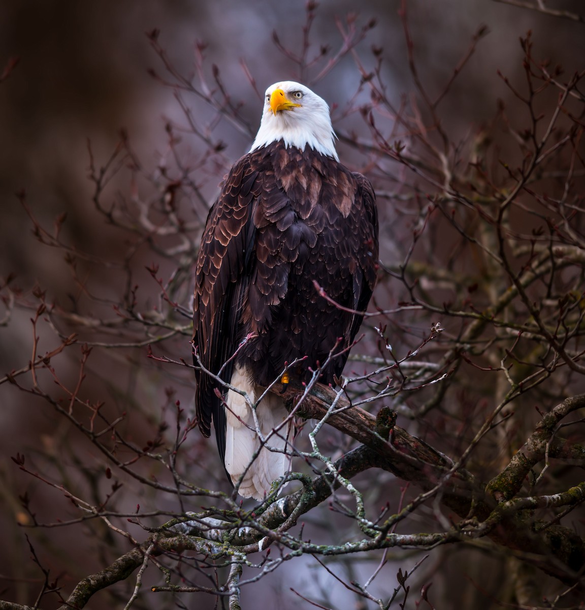 Bald Eagle - ML208392771