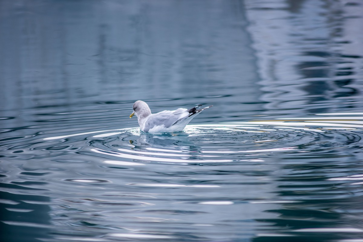 Short-billed Gull - ML208392881