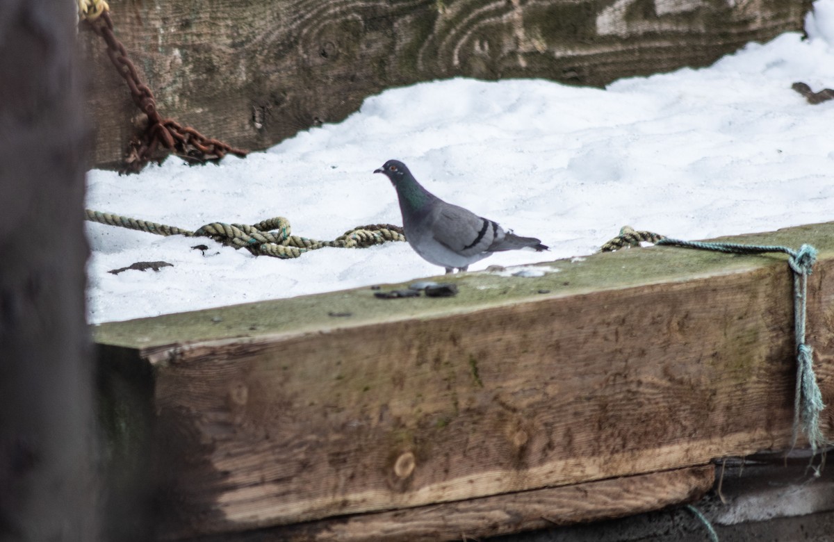 Rock Pigeon (Feral Pigeon) - ML208392951