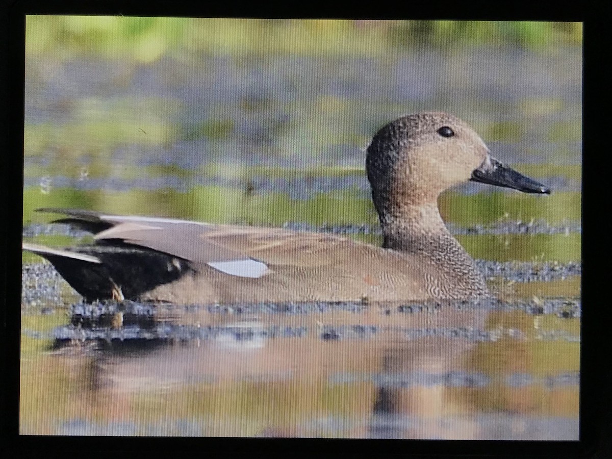 Gadwall - Bird Record Thailand