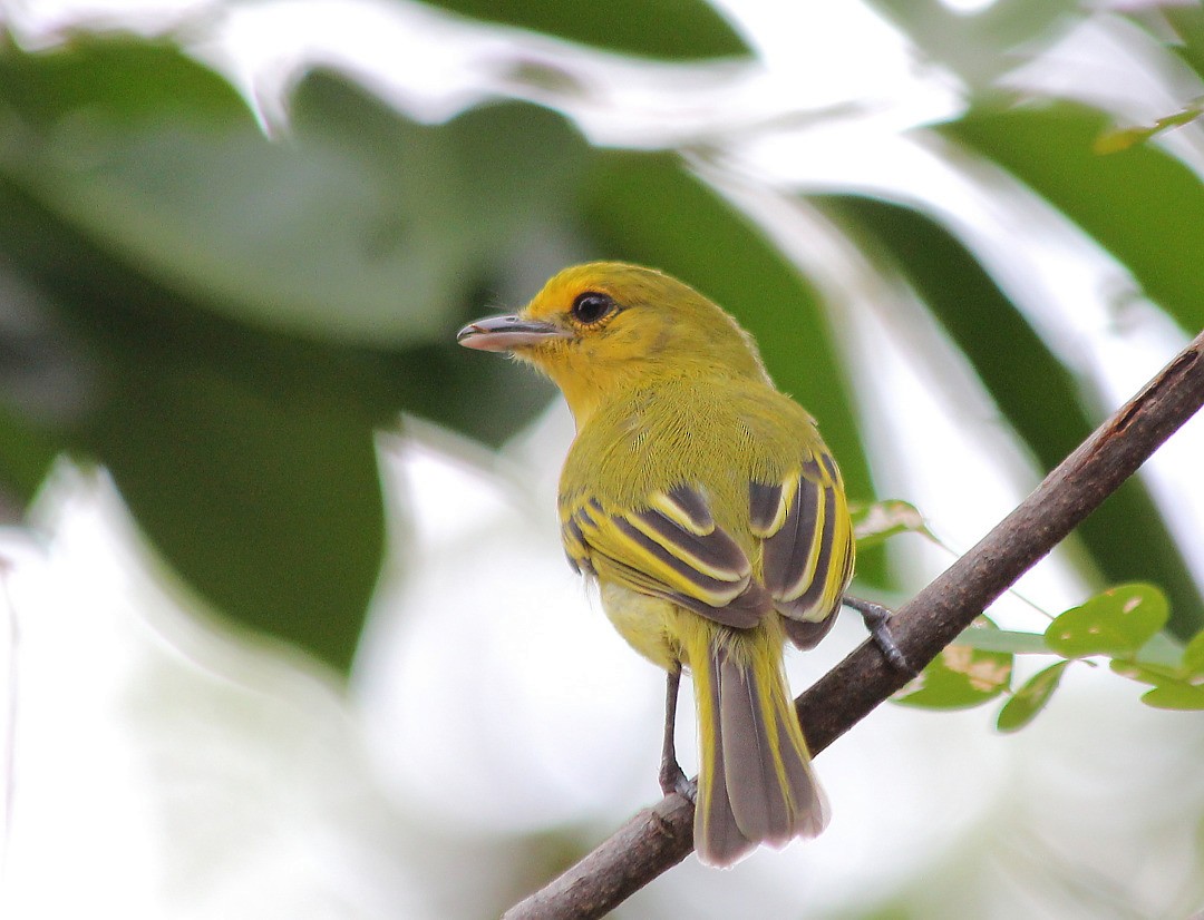 Ochre-lored Flatbill - ML208394081