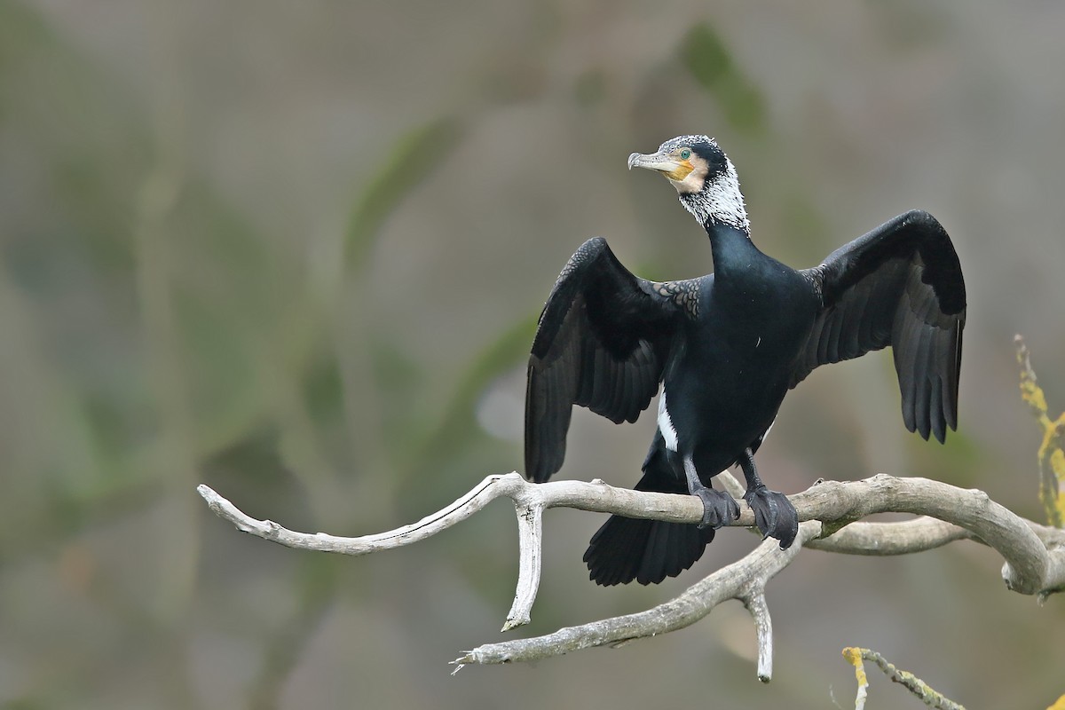 Great Cormorant - ML208396141