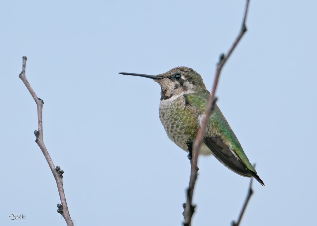 Anna's Hummingbird - ML208396301