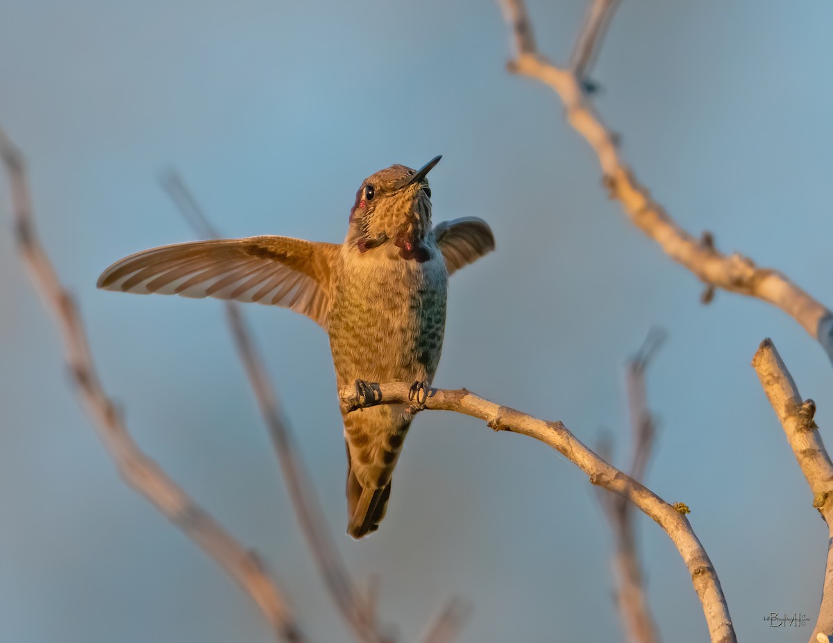 Anna's Hummingbird - Bill Morris