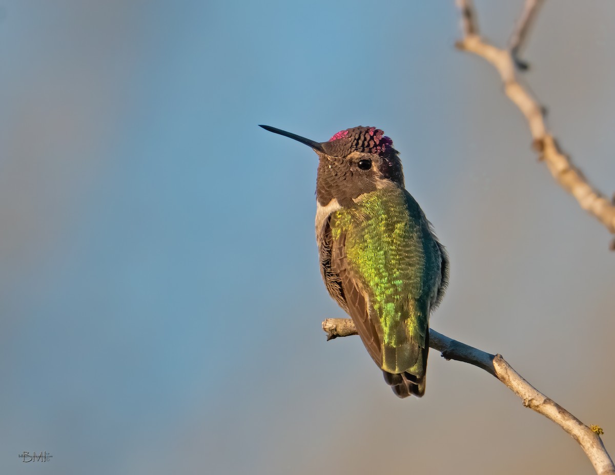 Anna's Hummingbird - ML208396391