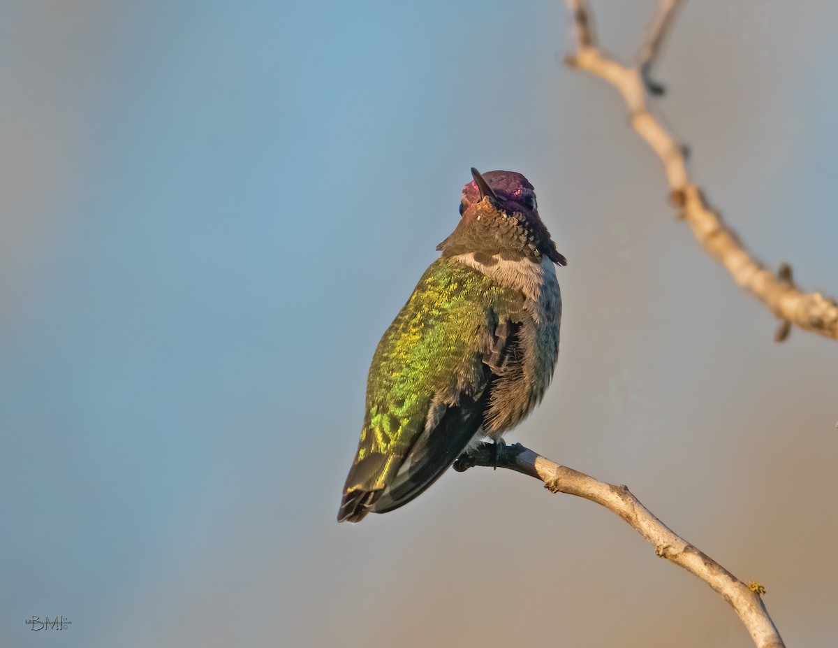 Anna's Hummingbird - ML208396481