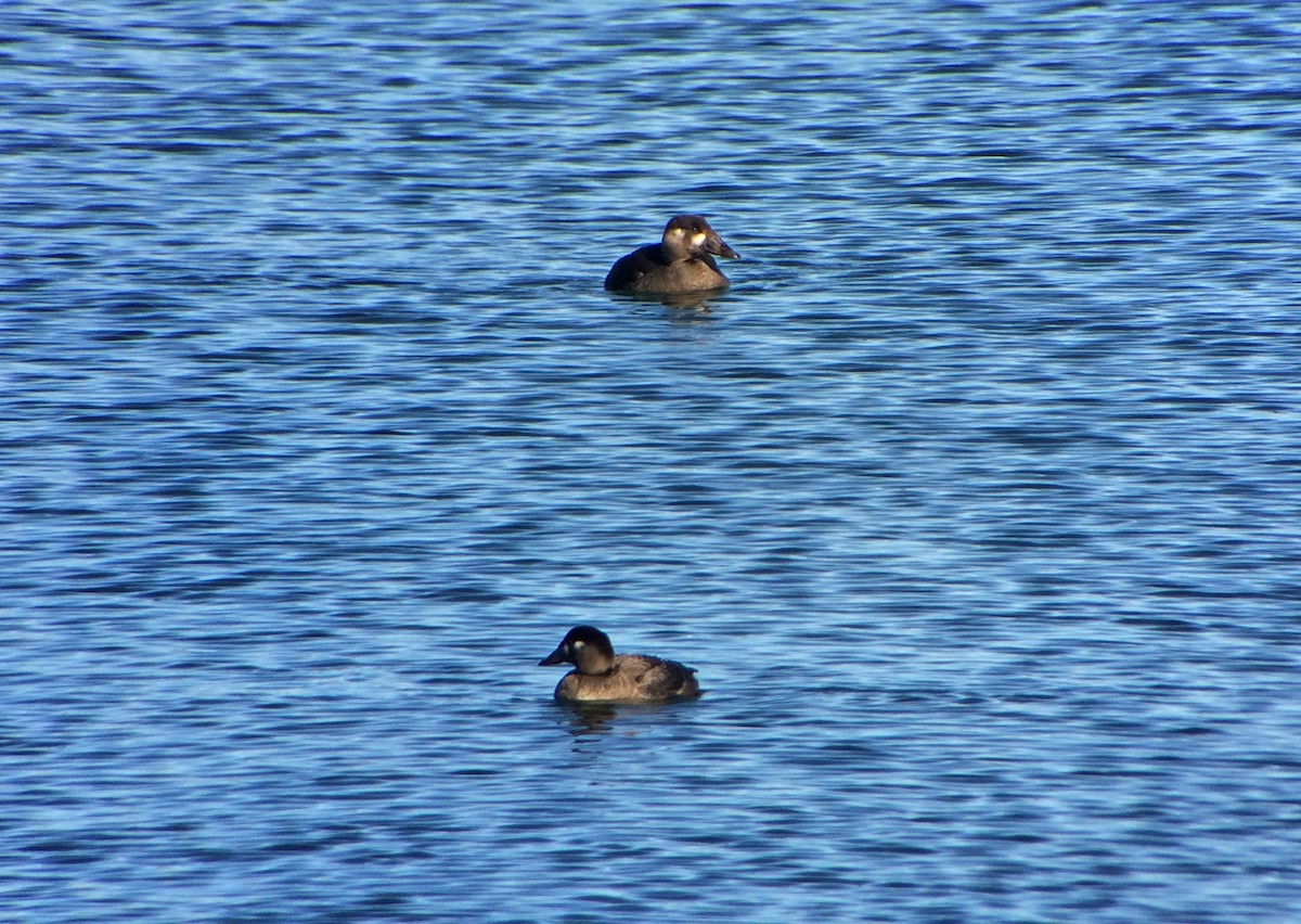 Surf Scoter - Bill Schmoker